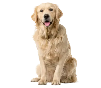 pets